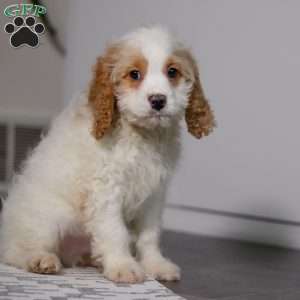 Oliver, Cockapoo Puppy